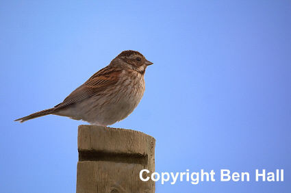 Female Reed Bunting